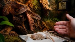 children’s python feeding, handling, shedding, and health care children’s python feeding, handling, shedding, and health care