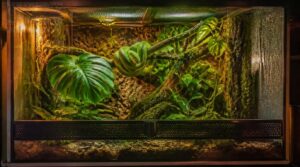 choose a secure, species-appropriate reptile enclosure choose a secure, species-appropriate reptile enclosure