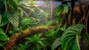 choosing the right reptile misting system choosing the right reptile misting system