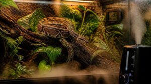 choosing the right snake humidifier choosing the right snake humidifier