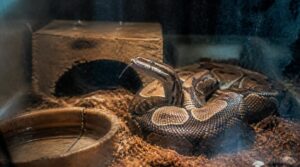 common causes of stress in pet snakes common causes of stress in pet snakes