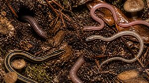 common snakes that look like worms common snakes that look like worms