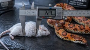 compare frozen prey before thawing compare frozen prey before thawing