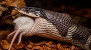 confirm complete prey swallowing confirm complete prey swallowing