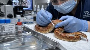 confirm snake fungal disease before starting treatment confirm snake fungal disease before starting treatment