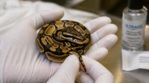 consider popping for young hatchlings consider popping for young hatchlings