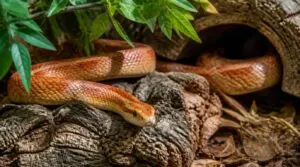 corn snake behavior: normal activity and stress signs corn snake behavior: normal activity and stress signs