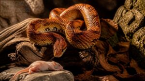 corn snake feeding schedule corn snake feeding schedule
