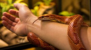 do species and temperament affect recognition do species and temperament affect recognition
