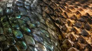 dorsal scales dorsal scales