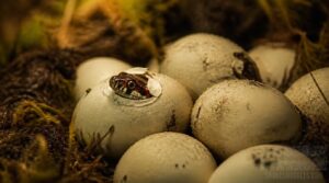 hatching and early hatchling care hatching and early hatchling care
