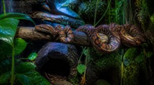 hides, climbing, and enrichment hides, climbing, and enrichment