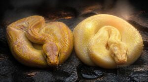 how codominant ball python morphs work how codominant ball python morphs work