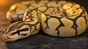 how do pastel and spider genes combine how do pastel and spider genes combine