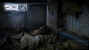 how do snakes brumate indoors how do snakes brumate indoors