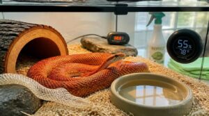 how do you keep a corn snake healthy and its terrarium clean how do you keep a corn snake healthy and its terrarium clean