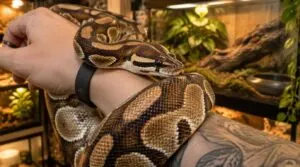 how often should you handle a pet snake how often should you handle a pet snake