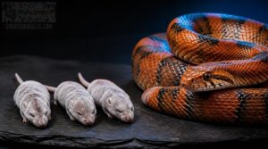 how to compare corn snake food how to compare corn snake food