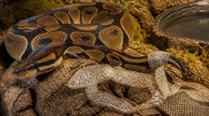 how to identify retained shed how to identify retained shed