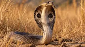 indian cobra indian cobra