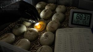 inspect incubating eggs weekly inspect incubating eggs weekly