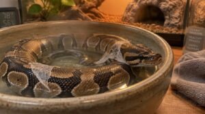 know when post-shed bathing is needed know when post-shed bathing is needed