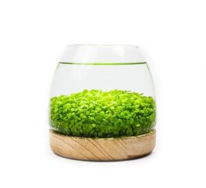 Kraftstories Water Terrarium Kit with B0D1QQ8S9X