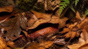 leaf litter coverage leaf litter coverage