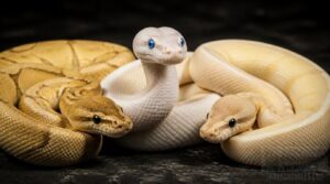 lesser and butter bels lesser and butter bels