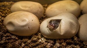manage pipping, hatching, and aftercare manage pipping, hatching, and aftercare