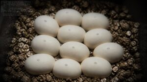 mark and position eggs correctly mark and position eggs correctly