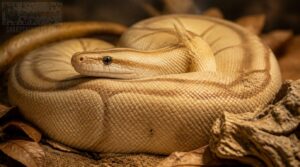 mojave—best subtle pattern mojave—best subtle pattern