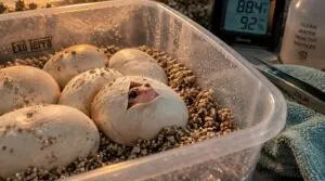 monitor eggs through hatching and early hatchling care monitor eggs through hatching and early hatchling care