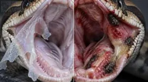 mouth rot versus shedding mouth rot versus shedding