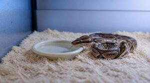position a shallow water dish position a shallow water dish