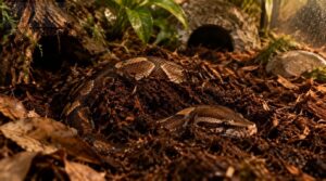 prepare and add a safe snake substrate prepare and add a safe snake substrate