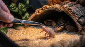 remove uneaten prey promptly remove uneaten prey promptly