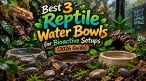 reptile water bowls for bioactive setups reptile water bowls for bioactive setups