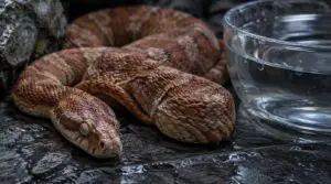 signs of snake dehydration and when to seek veterinary care signs of snake dehydration and when to seek veterinary care