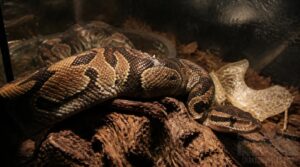signs your snake may have parasites signs your snake may have parasites
