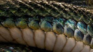 snake scale types and anatomy snake scale types and anatomy
