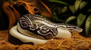 spider ball python facts 1–5: appearance and origins spider ball python facts 1–5: appearance and origins