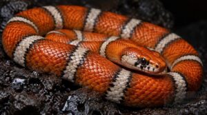tangerine honduran milk snake morph: vivid orange coloration tangerine honduran milk snake morph: vivid orange coloration