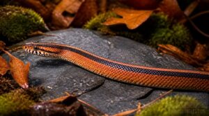 tessera corn snake: dorsal stripe tessera corn snake: dorsal stripe