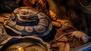 troubleshoot ball python feeding problems troubleshoot ball python feeding problems