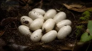 typical egg shape typical egg shape