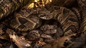 vipers and rattlesnakes vipers and rattlesnakes