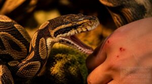 what does a ball python bite feel like what does a ball python bite feel like