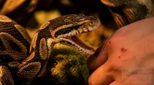 what does a ball python bite feel like what does a ball python bite feel like