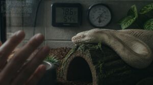 what should you do if your ball python seems sick what should you do if your ball python seems sick